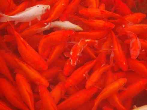 龙:传说的兽原型探秘(鲤鱼) 龙:传说的兽原型探秘(鲤鱼)