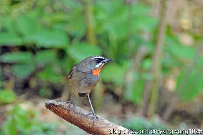 雄性红喉歌鸲(12) 雄性红喉歌鸲(12)