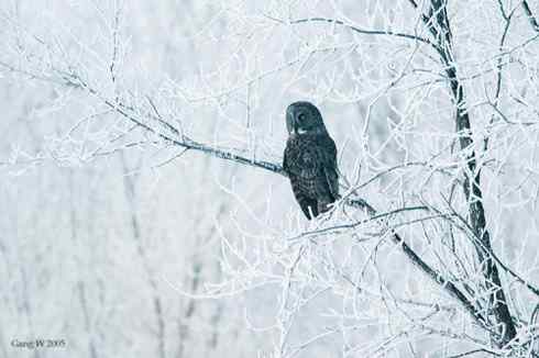 乌林鸮居住的环境