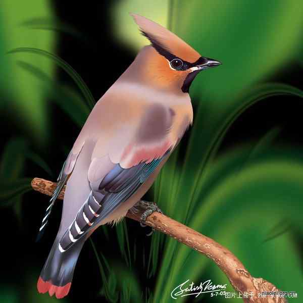 [组图]唯美的印度数字绘画 花草鸟类(47p)