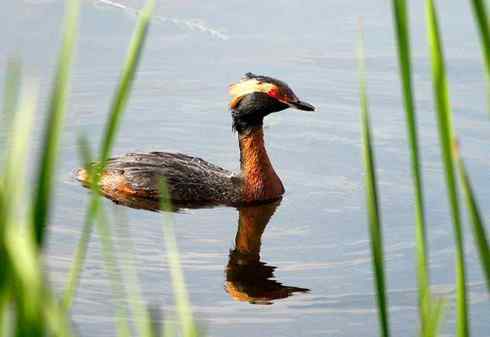 图说角鸊鷉和黑颈鸊鷉的区别