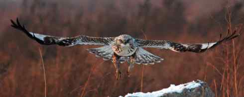 [组图]毛脚鵟飞翔的英姿