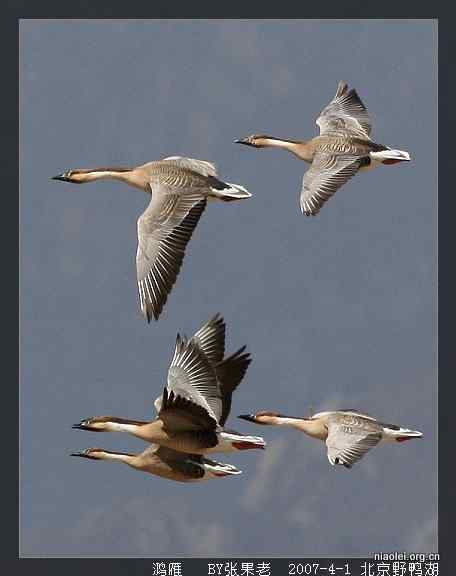 北京野鸭湖观鸟