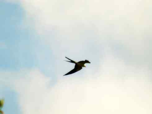 白头鸟系列：另类的美丽（燕尾鸢）