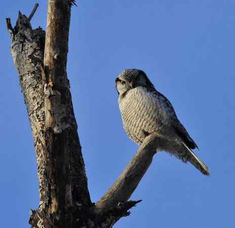 大炮对准大庆猛鸮