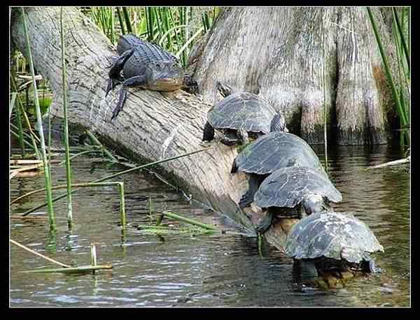 动物世界图片(下) 动物世界图片(下)