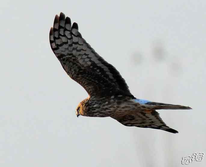 官厅水库&nbsp;wbr路&nbsp;wbr四种猛禽