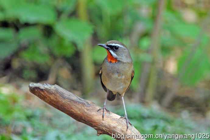 雄性红喉歌鸲(12) 雄性红喉歌鸲(12)