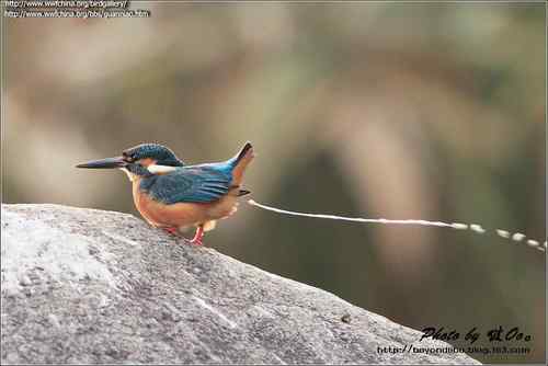 鸟与史料——鱼狗 鸟与史料——鱼狗