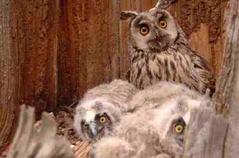 长耳鸮组图欣赏