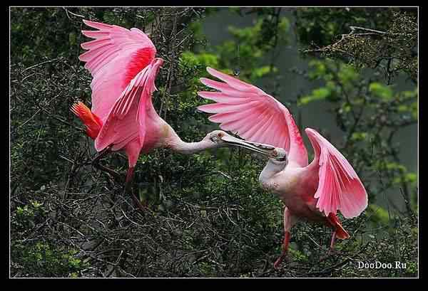 动物世界图片(下) 动物世界图片(下)