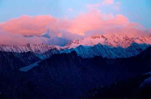 雪山拜会白马鸡