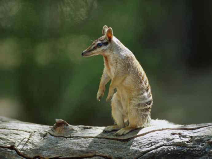 盘点十二大著名食蚁动物:袋食蚁兽 盘点十二大著名食蚁动物:袋食蚁兽