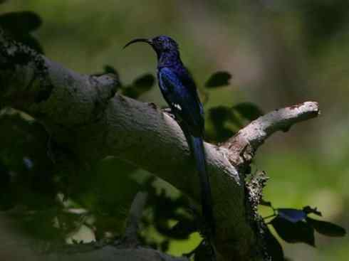 绝色攀禽:戴胜与林戴胜2 绝色攀禽:戴胜与林戴胜2