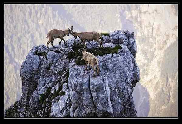 动物世界图片(上)