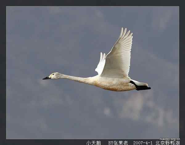 北京野鸭湖观鸟