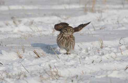 可爱中透着点鬼气——纵纹腹小鸮