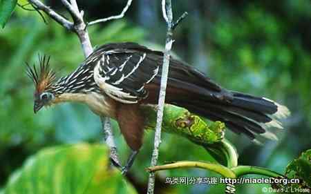 美洲动物 美洲动物
