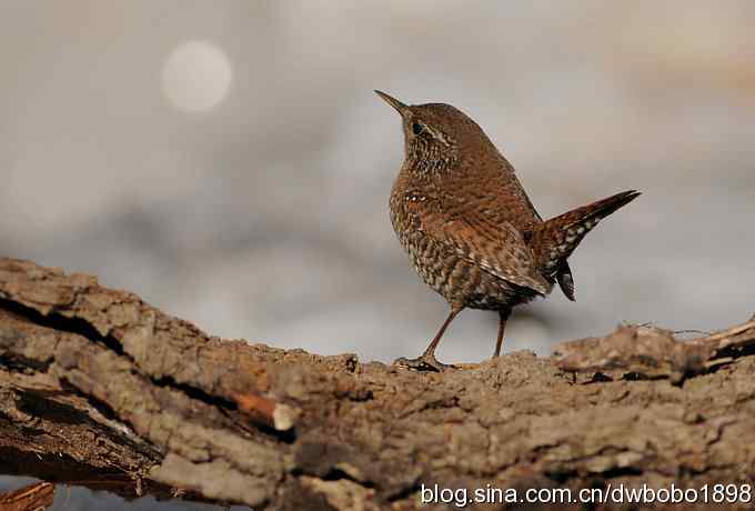 精灵般的小鹪鹩