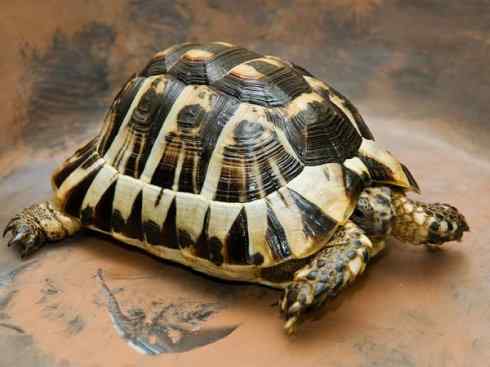 玄武：传说的兽原型探秘（象龟）