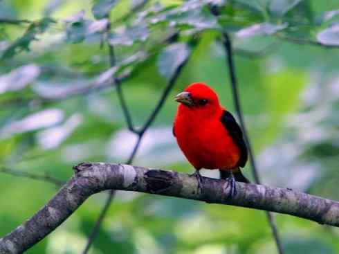 极品红色鸟类：猩红比蓝雀