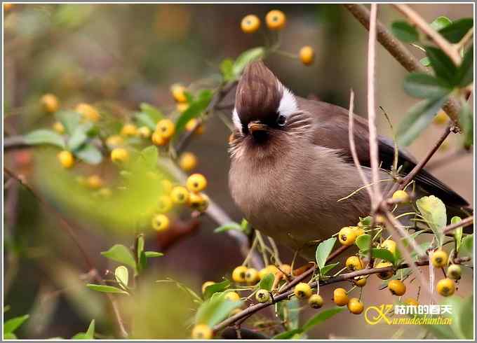 白领凤鹛【照片】 白领凤鹛【照片】