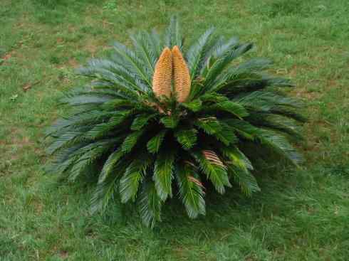 鱼类活化石：月眼鱼