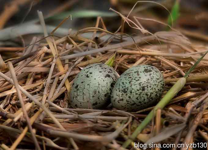 这世界，我来了！任凭风暴漩涡鈥︹Γㄗ橥迹25张图片）