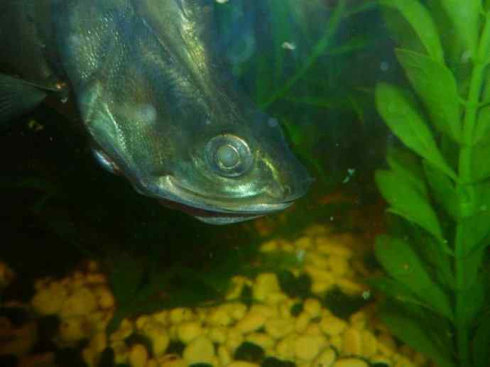 鱼类活化石：铠甲弓背鱼