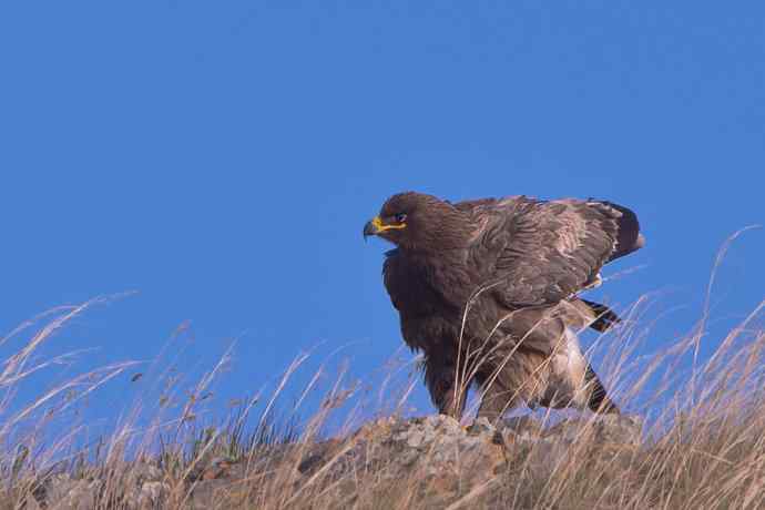 草原雕：摄于达里诺尔湖