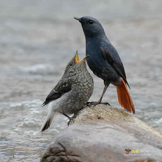 父爱如山：实拍红尾水鸲和它的四个宝宝们
