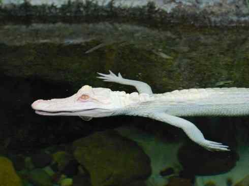 龙:传说的兽原型探秘(短吻鳄类) 龙:传说的兽原型探秘(短吻鳄类)