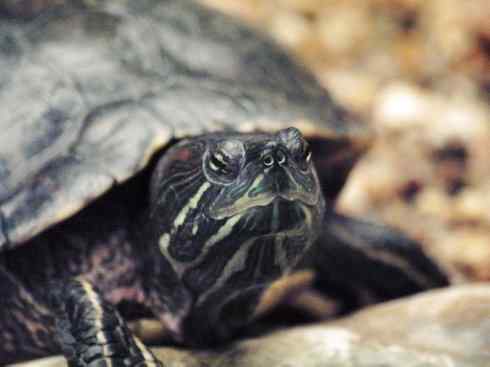 玄武：传说的兽原型探秘（侧颈龟类）