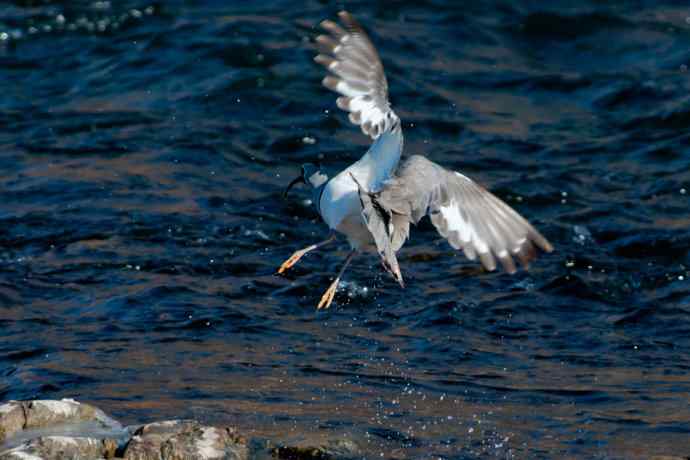 碧水飞侠.鹮嘴鹬 碧水飞侠.鹮嘴鹬