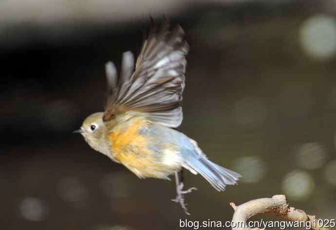 阳光下的红肋蓝尾鸲 wbr wbr1