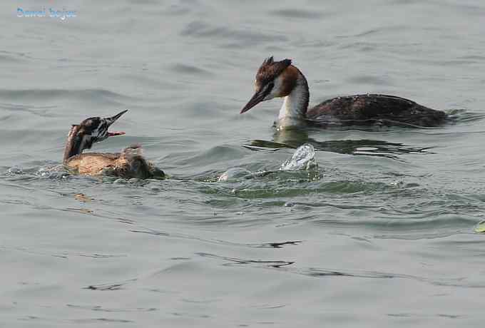 颐和园的凤头 颐和园的凤头
