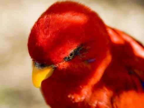 极品红色鸟类：红色吸蜜鹦鹉