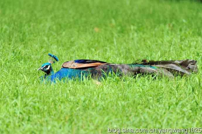 伏天的蓝孔雀