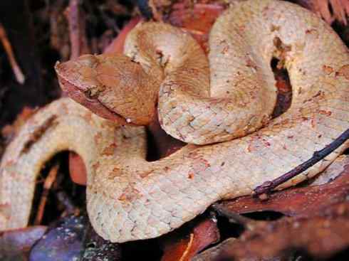 龙:传说的兽原型探秘(蝮蛇类) 龙:传说的兽原型探秘(蝮蛇类)