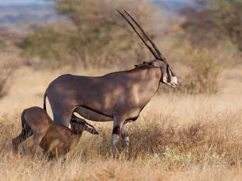 麒麟：传说的兽原型探秘（马羚）