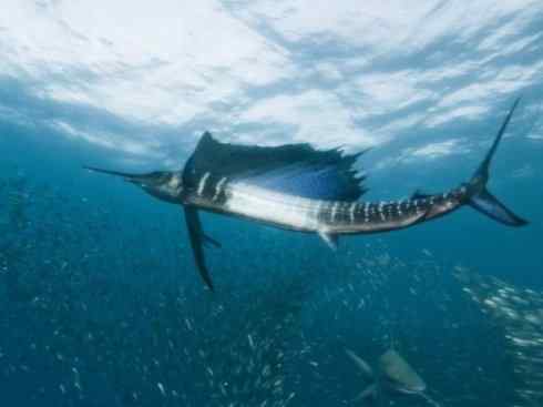 自然奇观:动物大迁徙(沙丁鱼) 自然奇观:动物大迁徙(沙丁鱼)