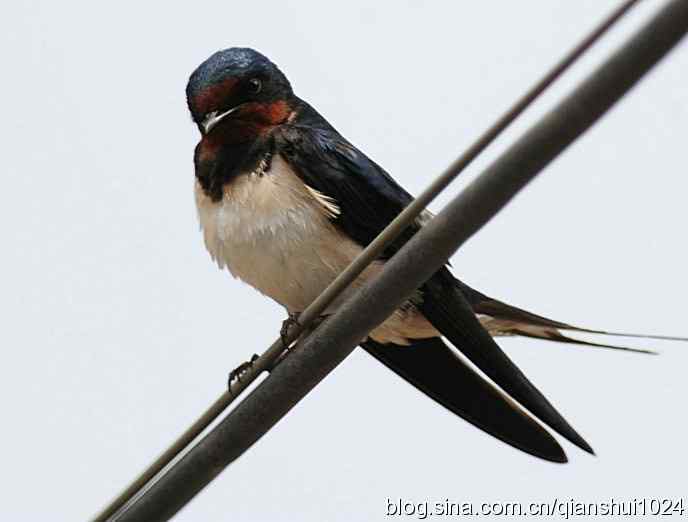 清仓晒鸟儿 清仓晒鸟儿