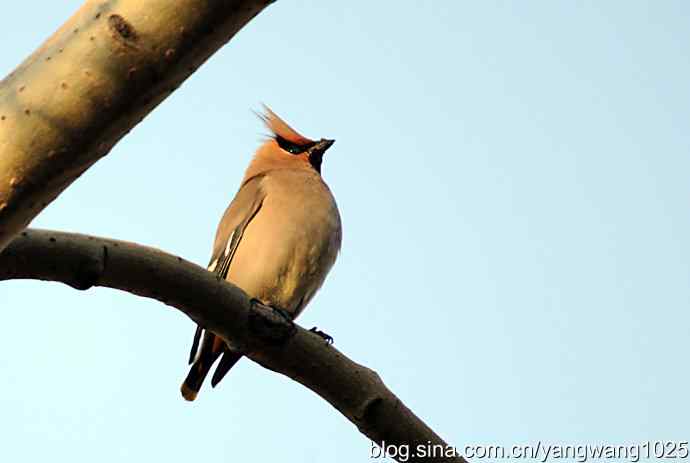 北京动物园的鸟类——太平盛世赏太平