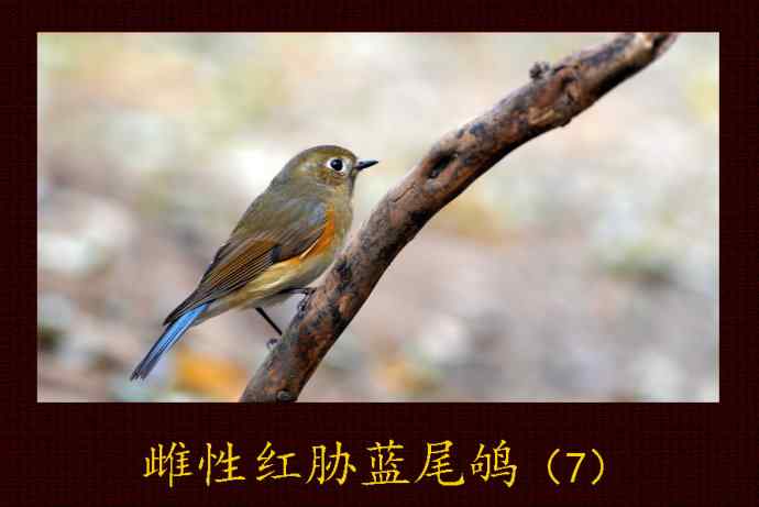 北京天坛公园的鸟类——雌性红胁蓝尾鸲（7）