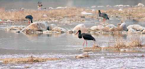 五百分之八的黑鹳