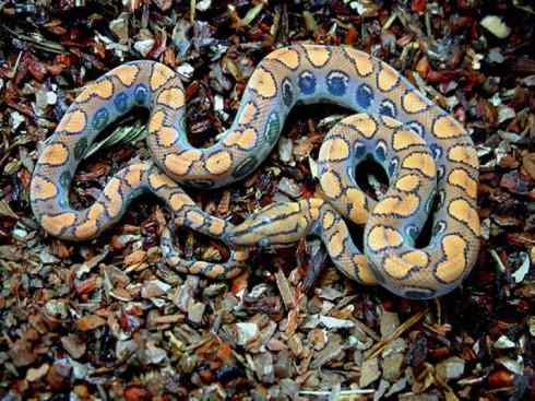 龙：传说的兽原型探秘（树蚺类）