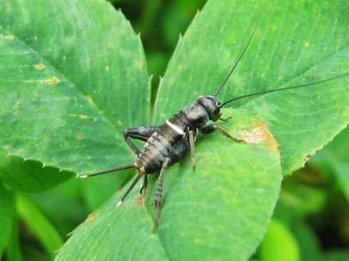 自然奇观：动物大迁徙(东亚飞蝗）