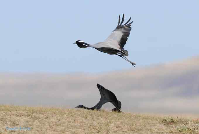 达里诺尔湖的蓑羽鹤 达里诺尔湖的蓑羽鹤
