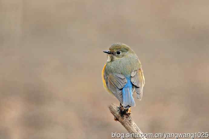 昨天好收获（雌性红胁蓝尾鸲）