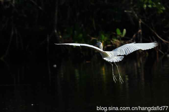 白色的小蓝鹭 wbr(3) 白色的小蓝鹭 wbr(3)